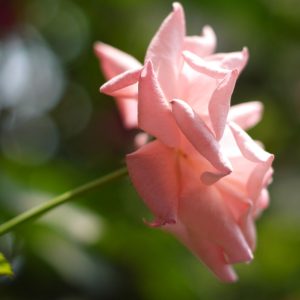 松下 GF5 + Cannon FD 50-1.4 SCC 月季样片