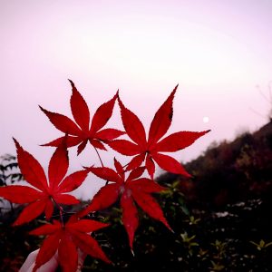 一往情深深几许？恰似深秋枫叶红（2016）