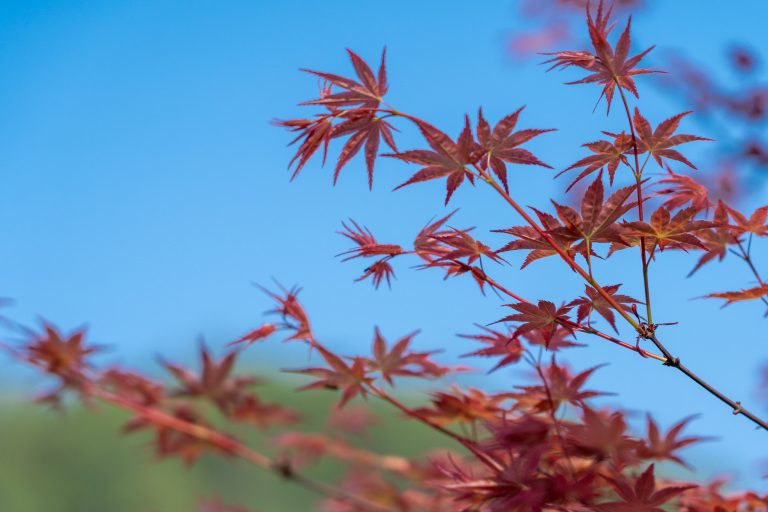 2020.03.22 不负春光-16