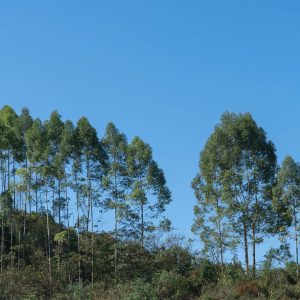 秋日集子（园博园/矿山公园/白沙古镇等）