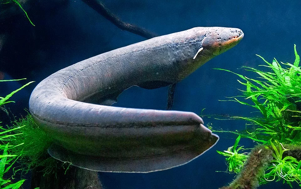 电鳗，世界最凶猛的淡水鱼有哪些