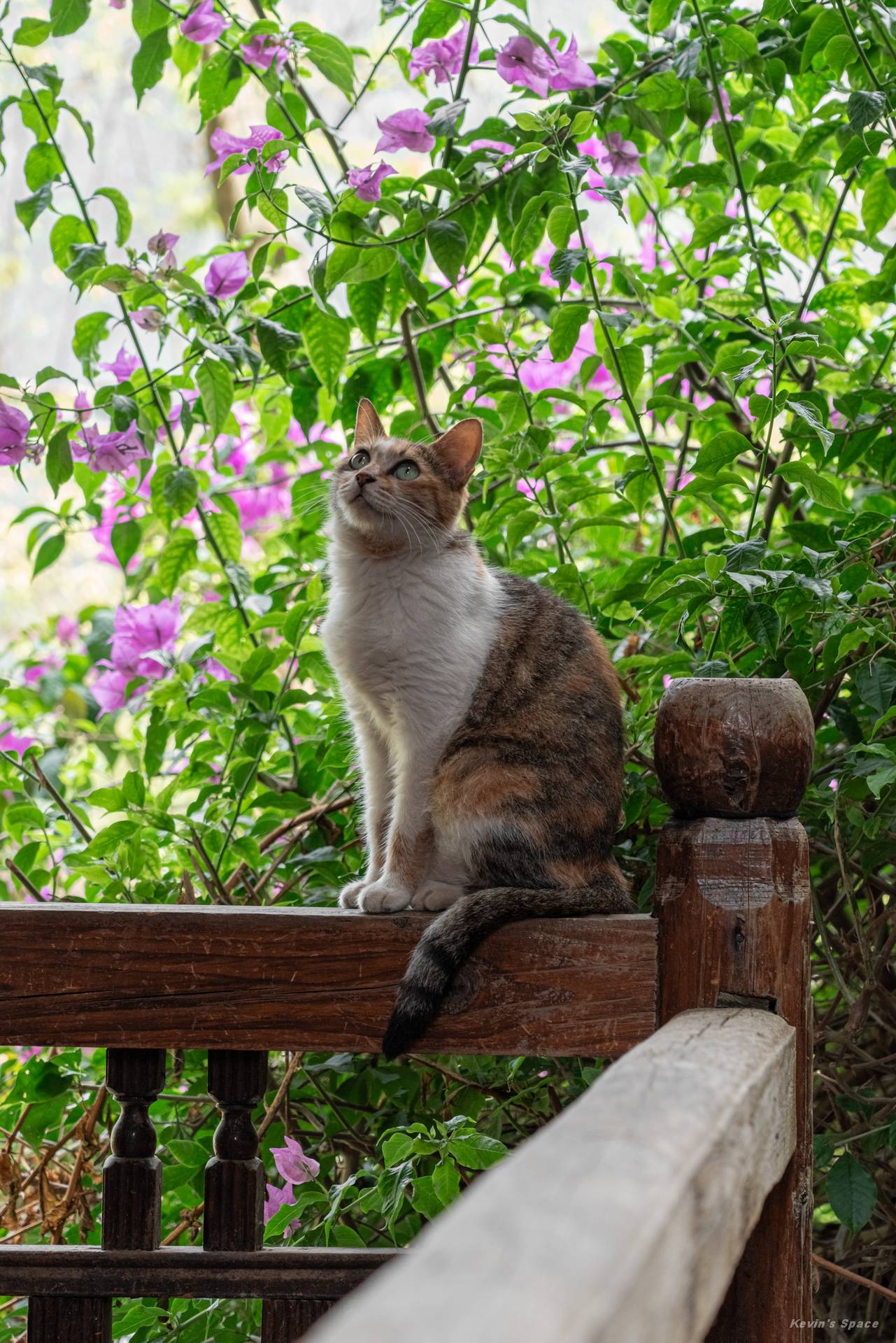 重庆酉阳·龚滩古镇半日游小记（古镇露营）