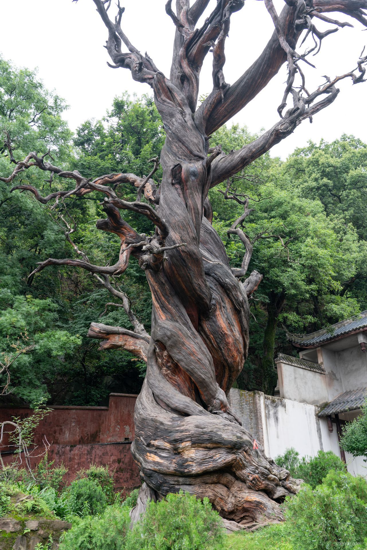 泸山·九龙汉柏