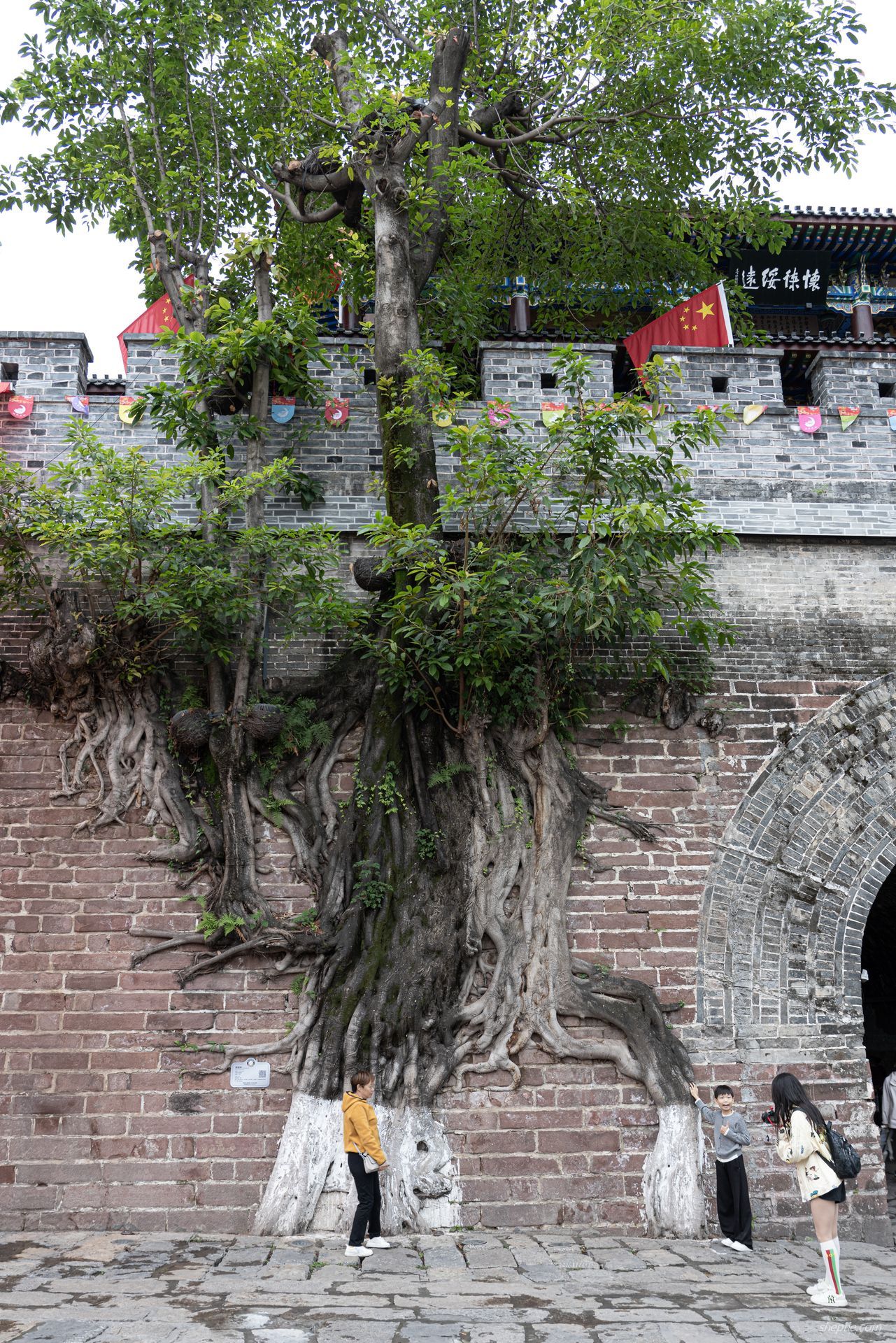 建昌古城上百年，嵌入城墙的黄桷树一定要打卡