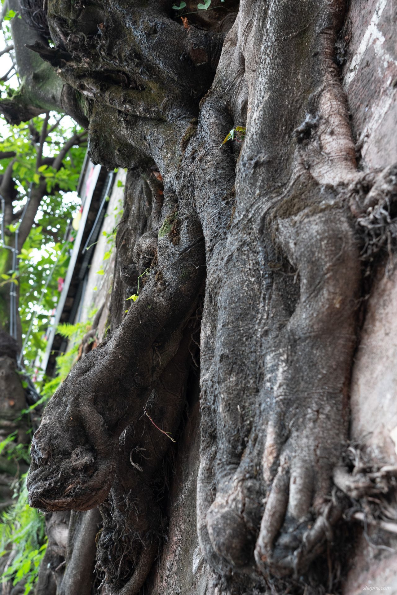 建昌古城上百年，嵌入城墙的黄桷树一定要打卡