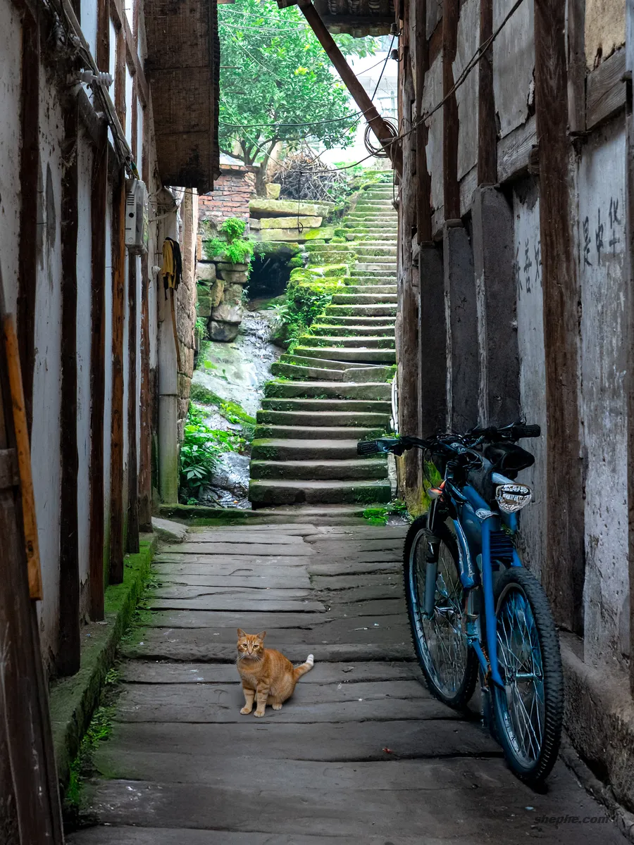 Photoshop 账号租赁购买，支持 AI 创成式填充