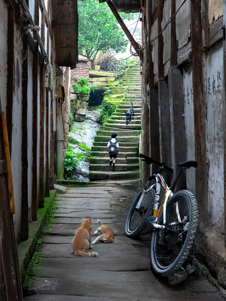 Photoshop 账号租赁购买，支持 AI 创成式填充