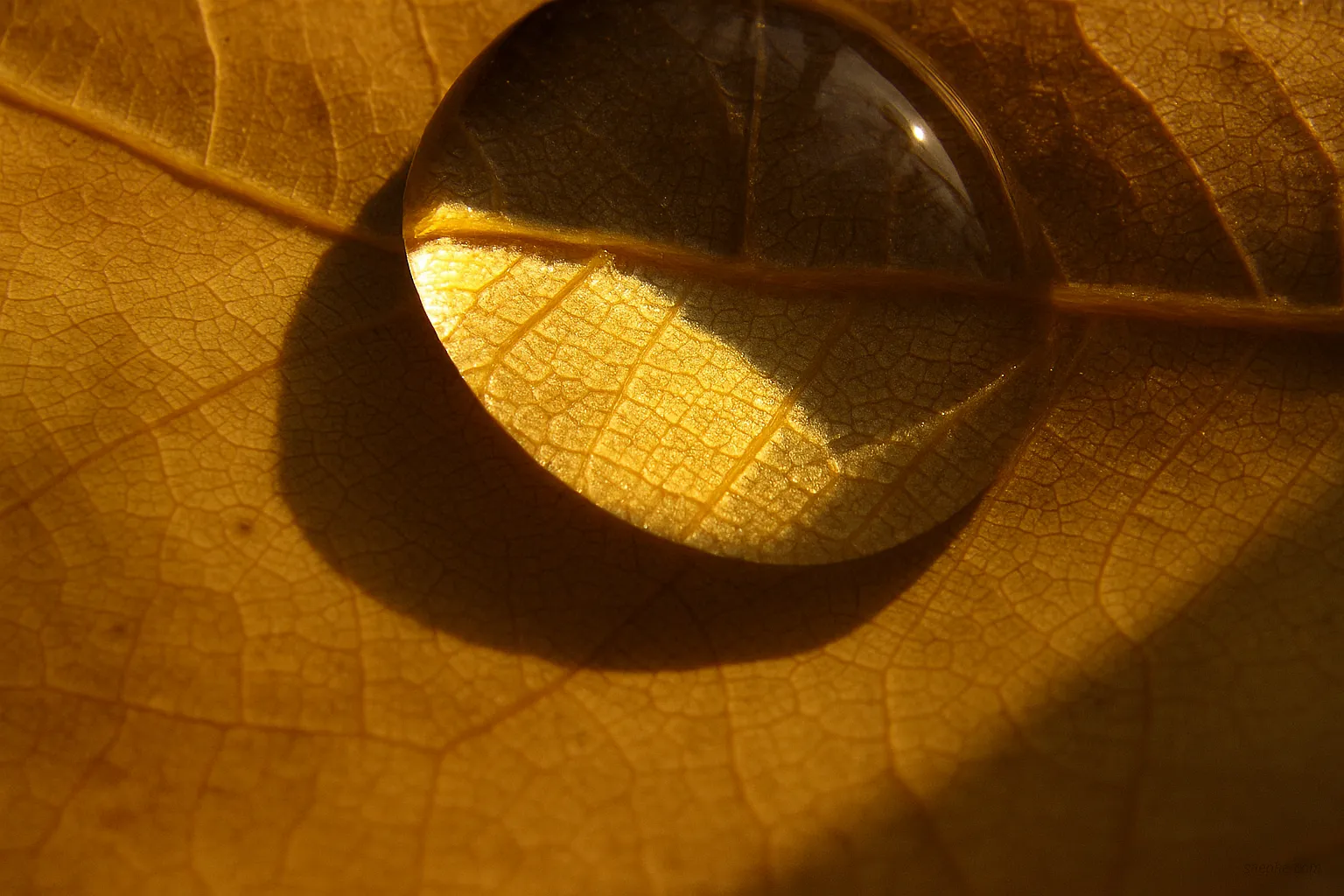 如何拍出秋天的感觉？试试这些落叶摄影技巧