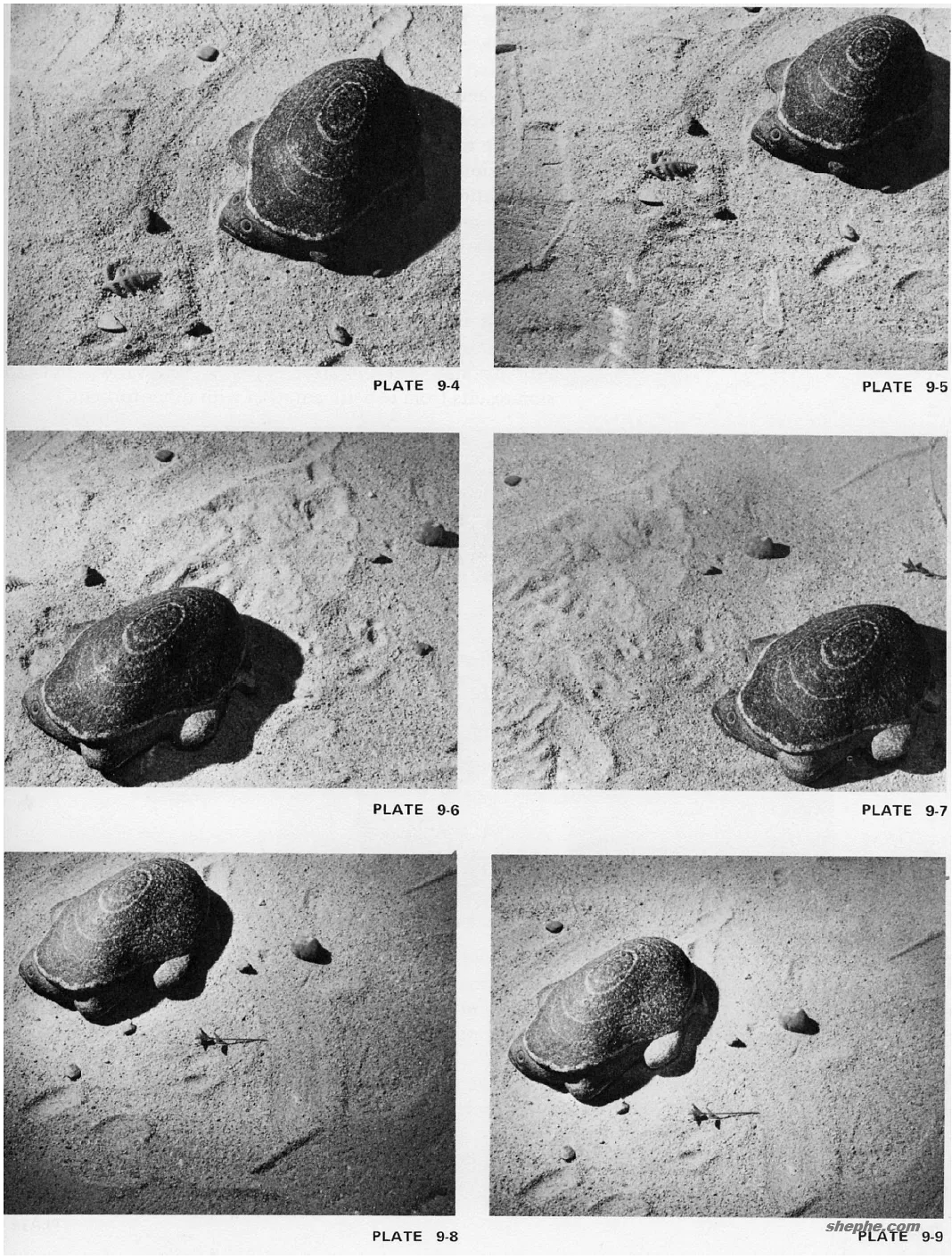 单一物体的布局艺术（摘自《摄影构图学》）