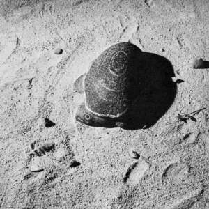 单一物体的布局艺术（摘自《摄影构图学》）