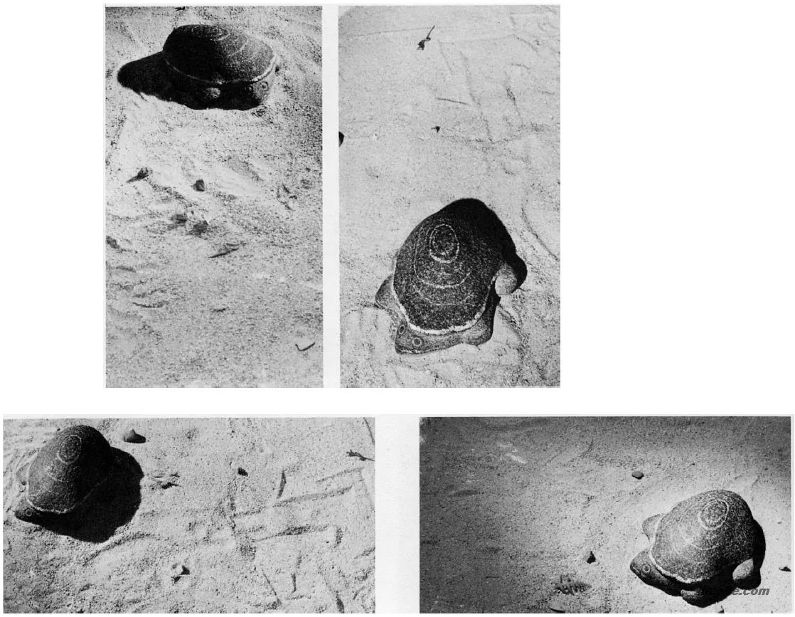 单一物体的布局艺术（摘自《摄影构图学》）