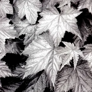 什么是摄影构图？我们眼睛是怎样看到东西的？