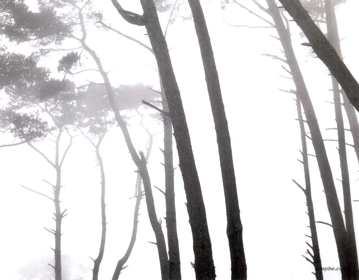 如何理解摄影构图中的统一思想与简约之美？