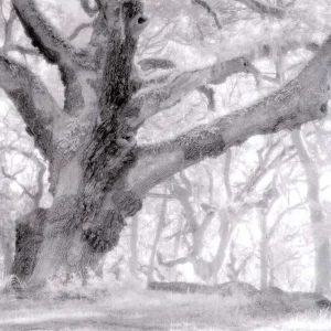 如何理解摄影构图中的统一思想与简约之美？