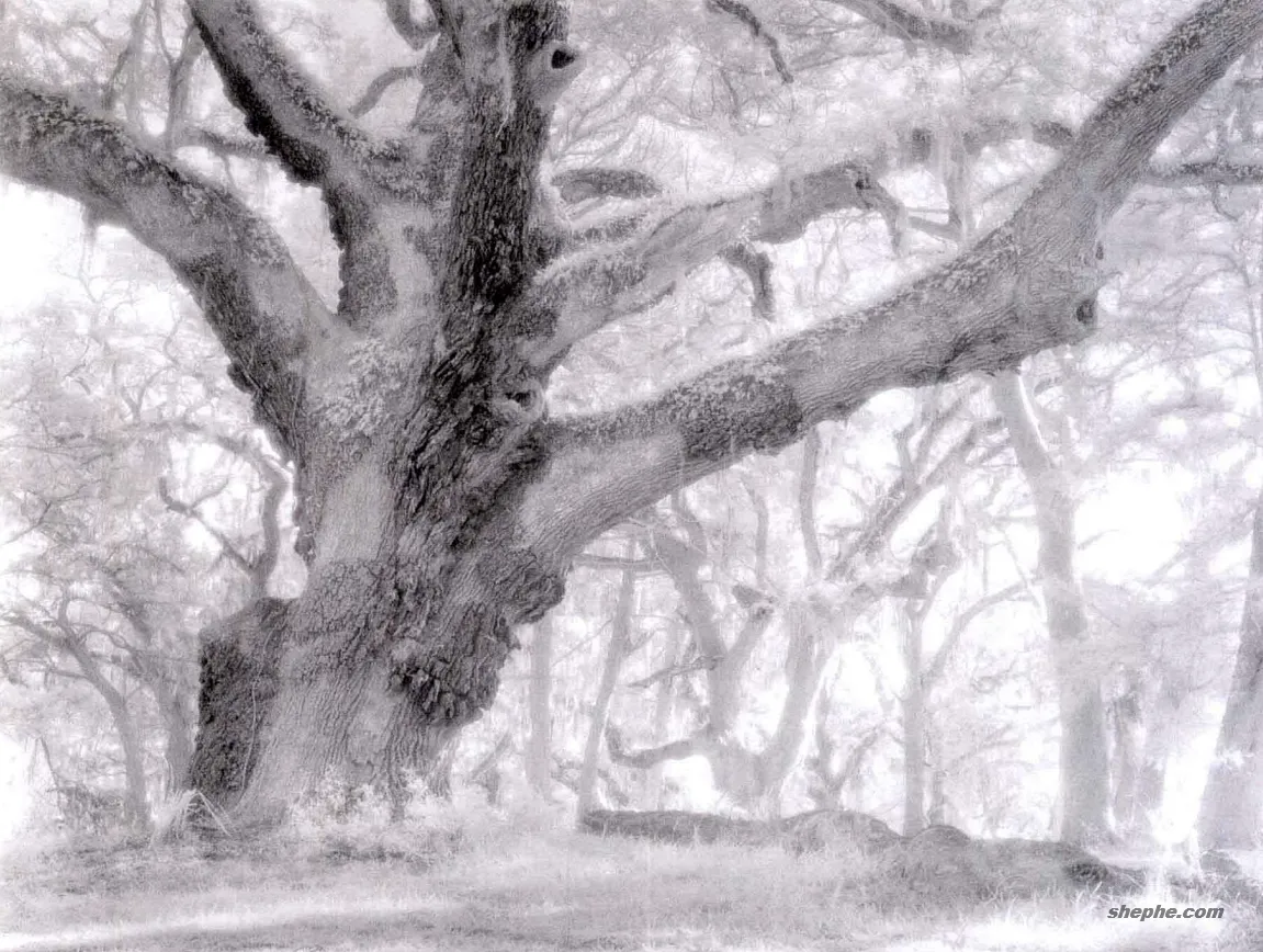 如何理解摄影构图中的统一思想与简约之美？