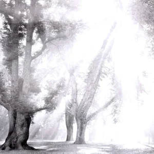 摄影构图的元素解析：打造引人入胜的摄影作品