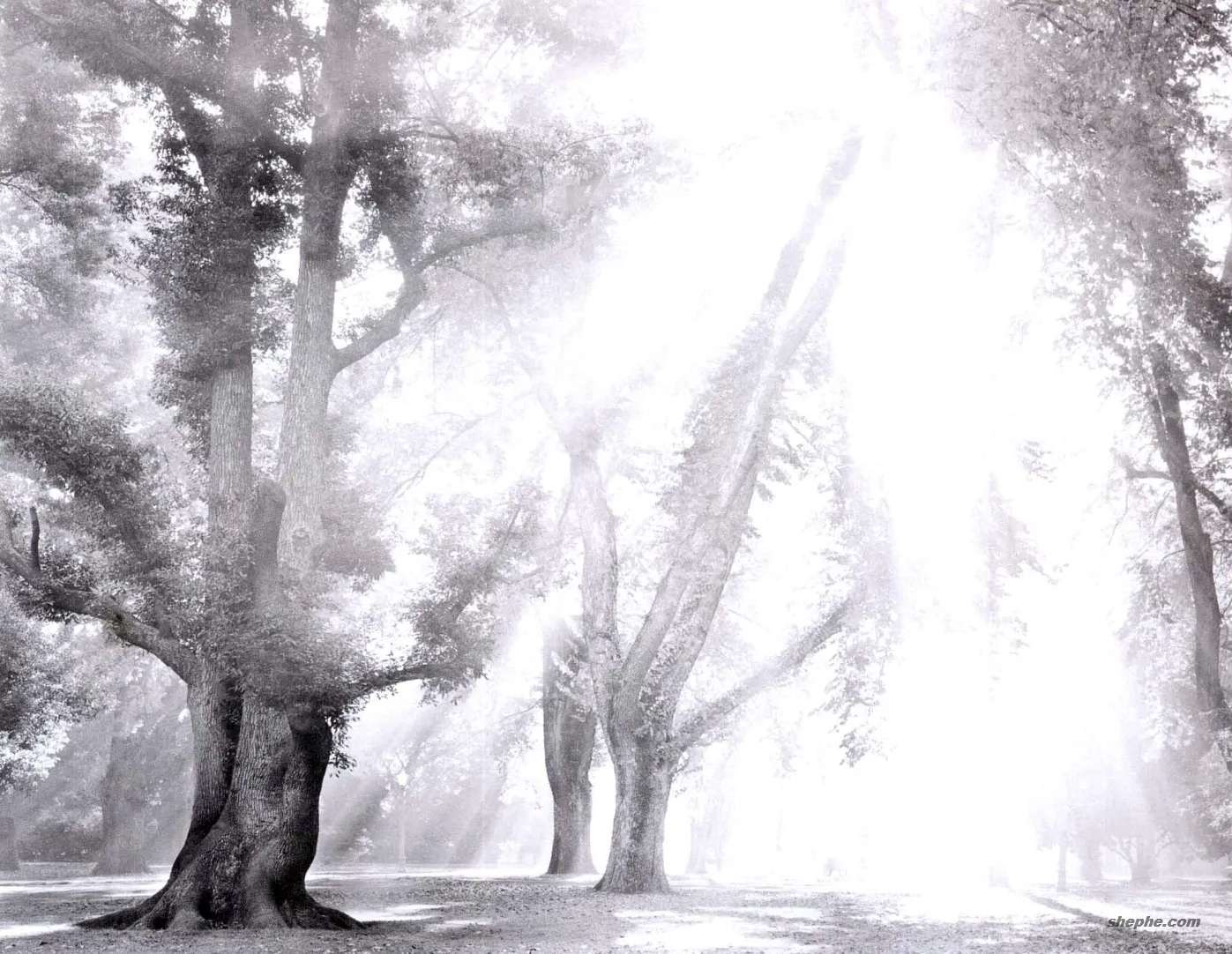 摄影构图的元素解析:打造引人入胜的摄影作品