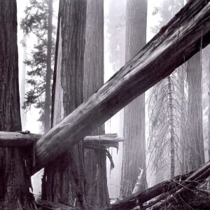 摄影中的线条元素：让画面更有方向与节奏 🎢