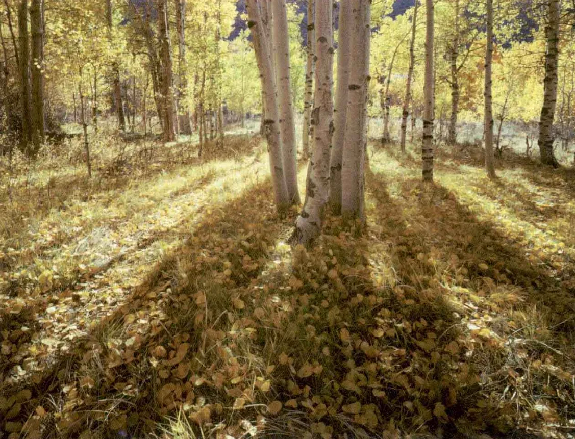 如何在彩色摄影中运用色彩关系：对比、平衡与视觉节奏