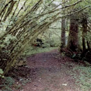 主观性与色彩情感：摄影中情绪表达的核心力量