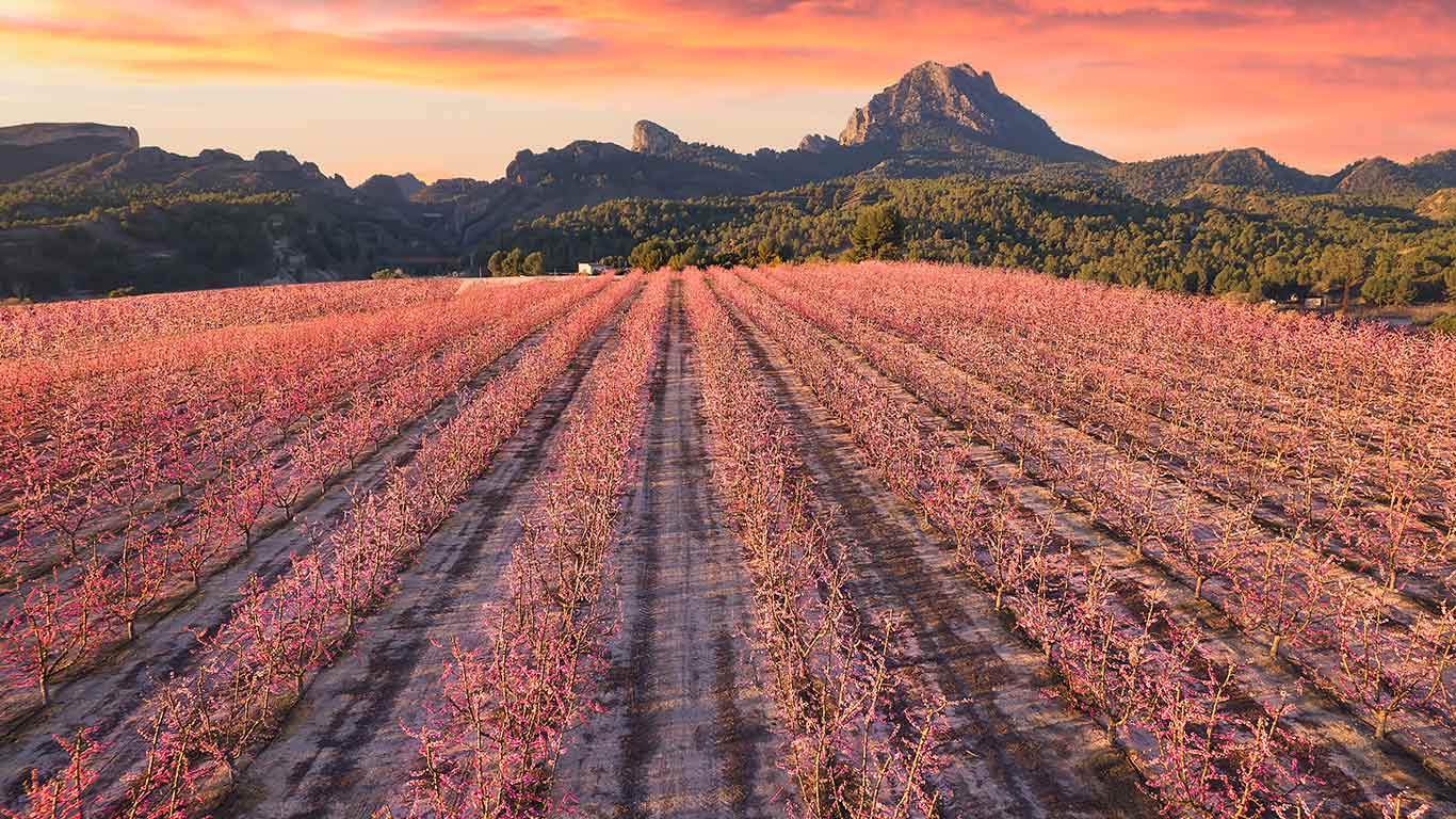 一个美好的春天  |  盛开的桃树, 谢萨, 穆尔西亚, 西班牙 (© Juan Maria Coy Vergara/Getty Images)  -  2026/03/11