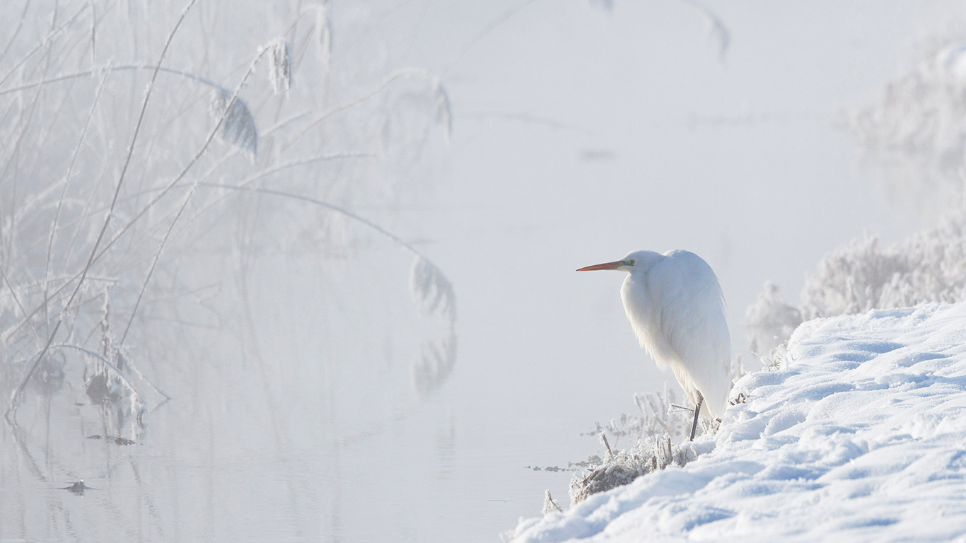 雪原之王  |  大白鹭，上巴伐利亚州，德国 (© Konrad Wothe/naturepl.com)  -  2026/02/23