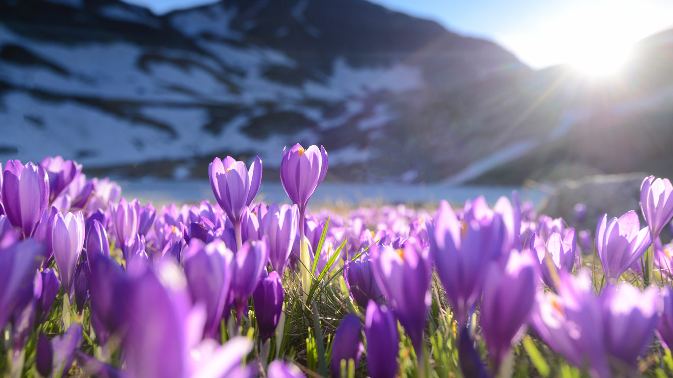 聚光灯下的番红花 | 紫番红花, 里拉七湖, 保加利亚 (© Maya Karkalicheva/Getty Images) - 2026/03/04