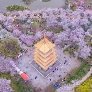 必应每日一图合集：春天来了 武汉的樱花开了 | 2026 第 13 周