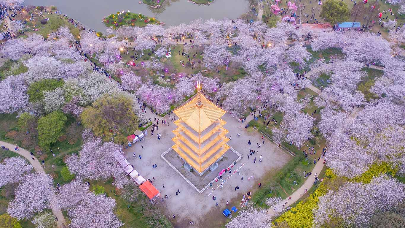 春天的形状 | 东湖樱花园的樱花,武汉,中国 (© Zhang Qiao/VCG/Getty Images) - 2026/03/24