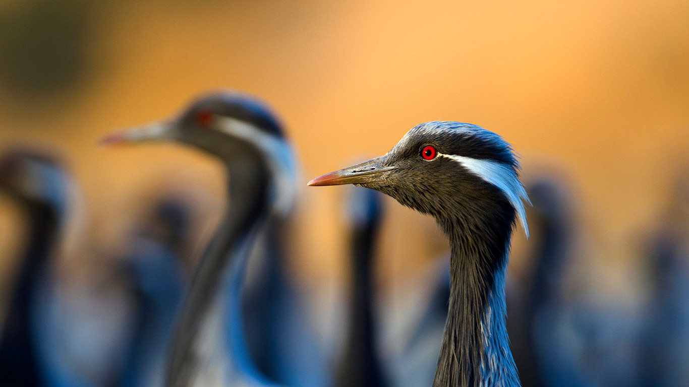 优雅的动态  |  蓑羽鹤, 印度 (© Axel Gomille/Nature Picture Library)  -  2026/03/30