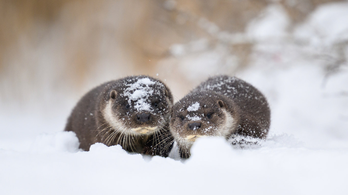 水獭之国爱沙尼亚 | 欧亚水獭和幼崽, 爱沙尼亚 (© Sven Zacek/naturepl.com) - 2026/01/12