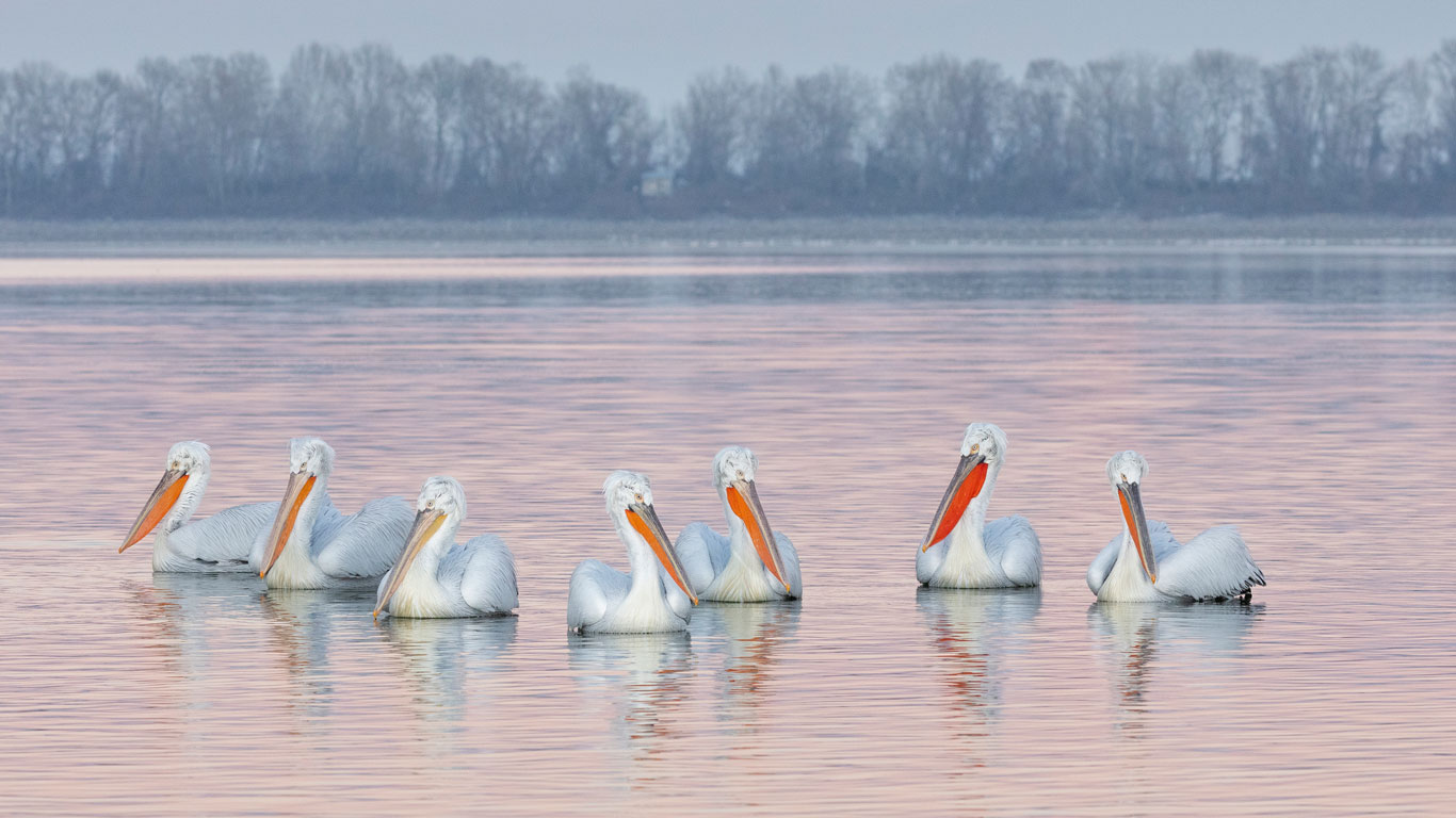 羽翼预告：前方有鹈鹕  |  卷羽鹈鹕，凯尔基尼湖，希腊 (© Guy Edwardes/naturepl.com)  -  2026/01/27