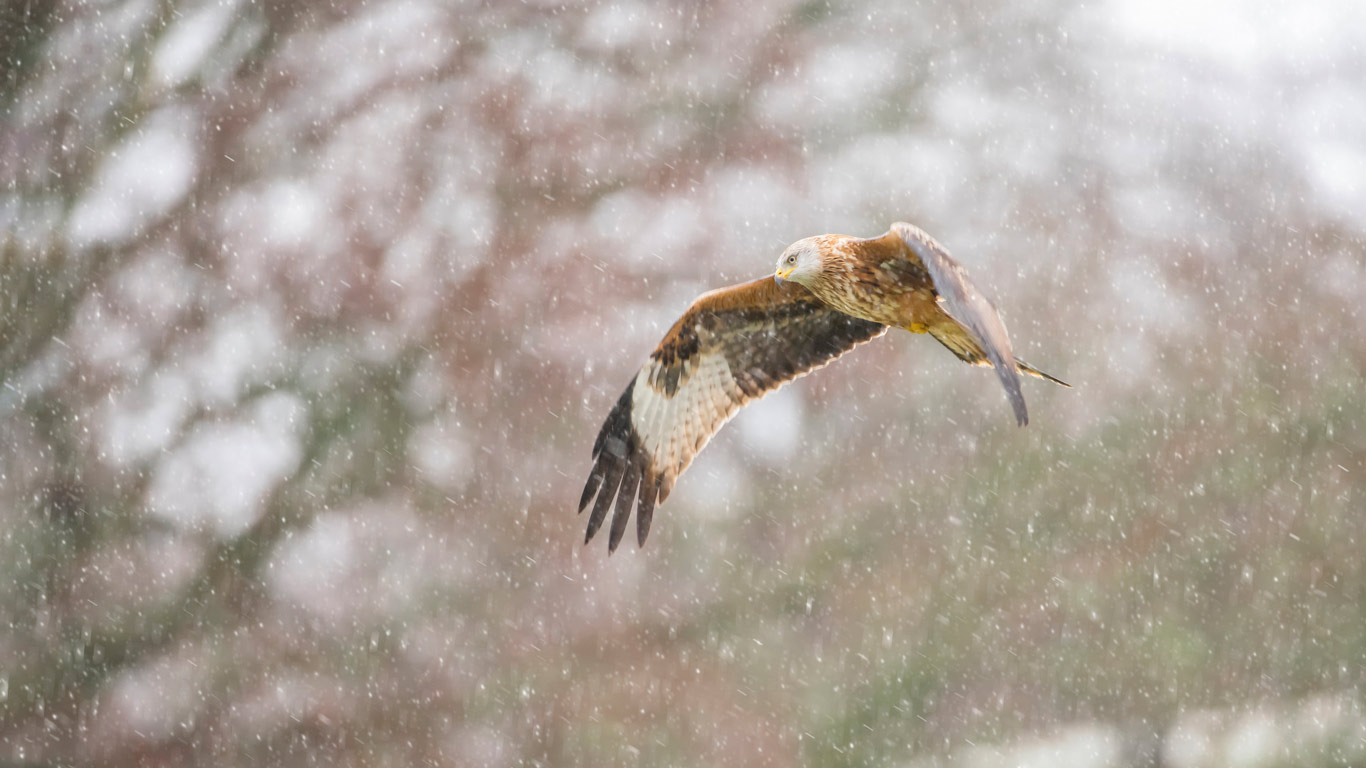 优雅掠过天际  |  雪中​​的红鸢 (© Carl Mckie/500px/Getty Images)  -  2026/02/04