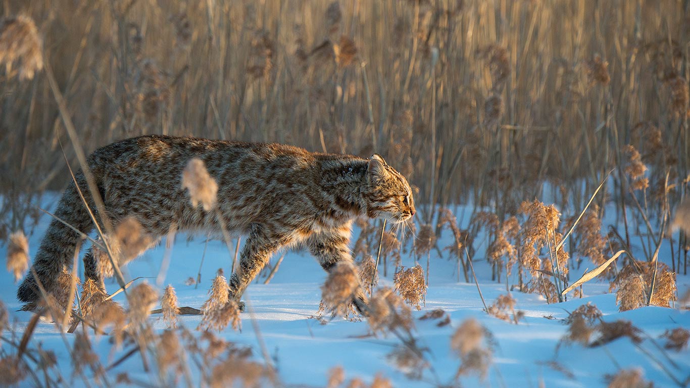 斑纹流转 | 阿穆尔豹猫,俄罗斯 (© Valeriy Maleev/naturepl.com) - 2026/02/09