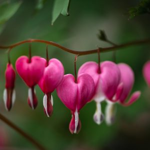 必应每日一图合集：情人节 送对象一束心形玫瑰吧... | 2026 第 7 周
