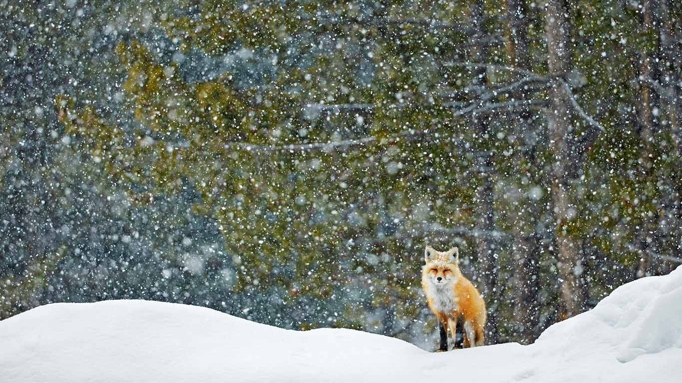 冬日的低语  |  一只红狐狸站在雪地里，大提顿国家公园，怀俄明州，美国 (© Radomir Jakubowski/naturepl.com)  -  2026/02/21