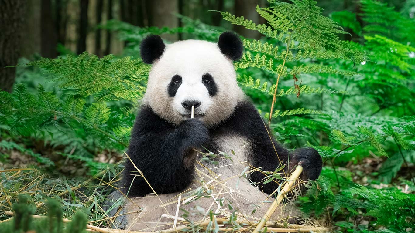 走进熊猫世界 | 正在吃竹子的大熊猫,中国 (© Entwicklungsknecht/Getty Images) - 2026/03/16