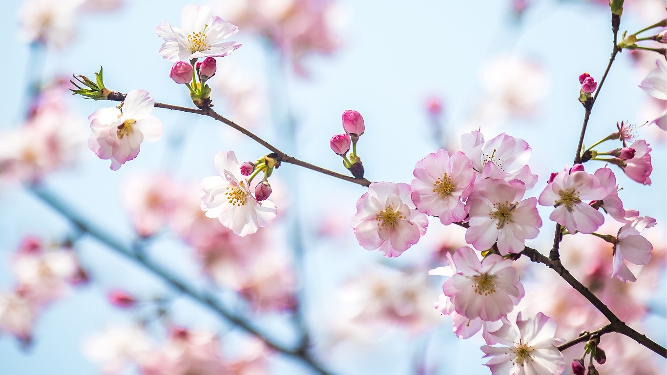 春日绯梦 | 春日樱花,上海,中国 (© junyyeung/Getty Images) - 2026/03/20