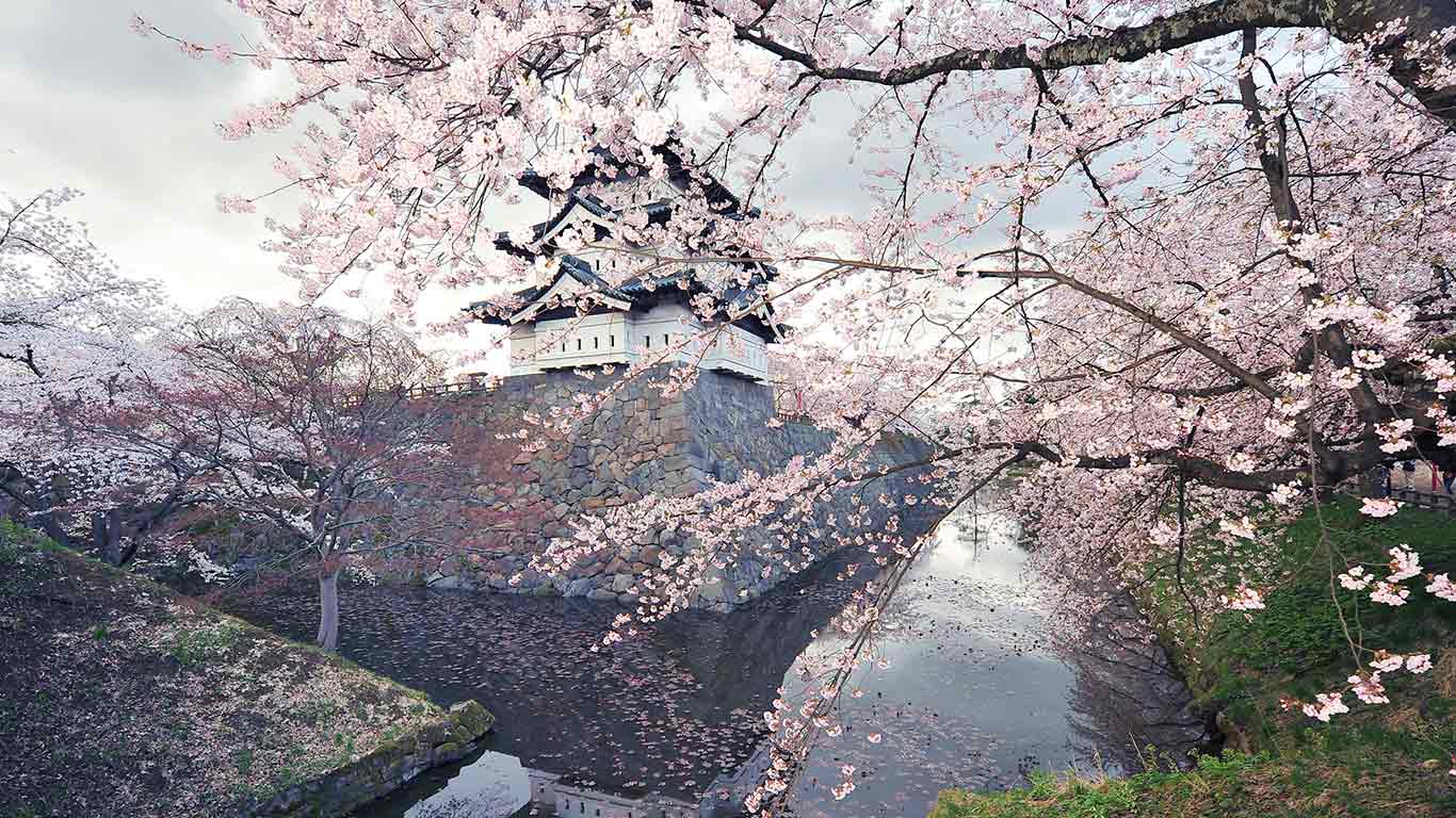 芬芳四月  |  樱花盛开的弘前城，弘前，日本 (© Glenn Waters/Getty Images)  -  2026/04/06
