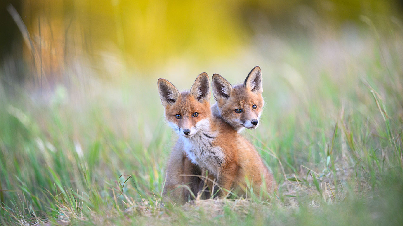 算计的小爪子  |  卡鲁拉国家公园的两只幼年赤狐, 爱沙尼亚 (© Sven Zacek/Nature Picture Library)  -  2026/04/10