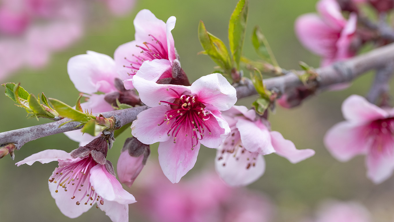 繁花盛放  |  粉红色的苹果花, 阿维拉海滩, 加利福尼亚州, 美国 (© Mimi Ditchie Photography/Getty Images)  -  2026/04/26