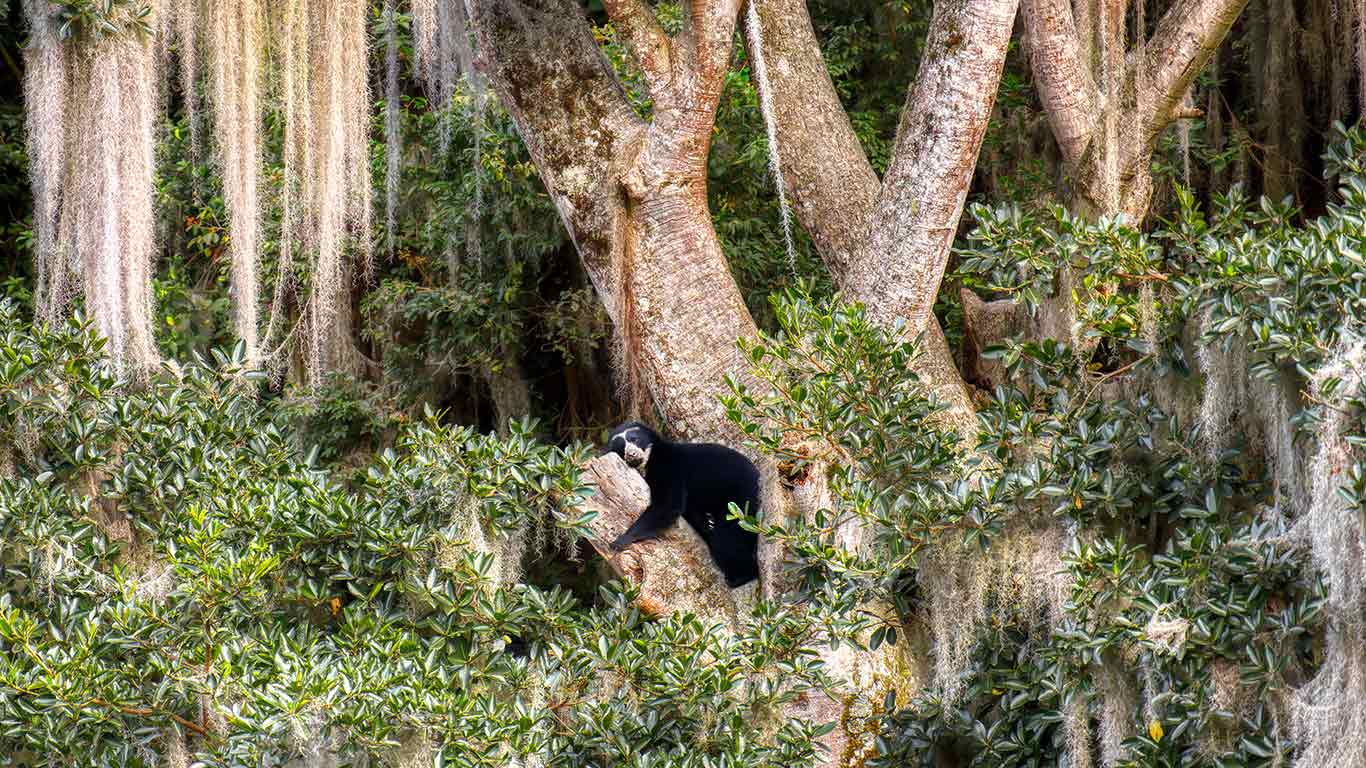 野外奇观  |  眼镜熊在树上休息, 厄瓜多尔 (© Andy Rouse/Nature Picture Library)  -  2026/04/28
