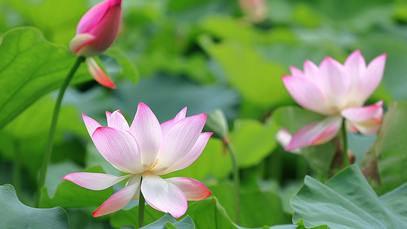 藕花风起，首夏清和  |  莲花与莲花植株 (© real444/Getty Images)  -  2026/05/05