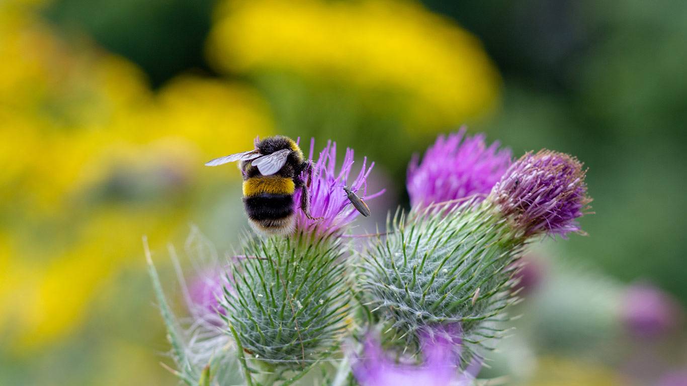 喧闹从这里开始  |  熊蜂在授粉, 伍斯特, 英格兰 (© SimonEastwood87/Shutterstock)  -  2026/05/20