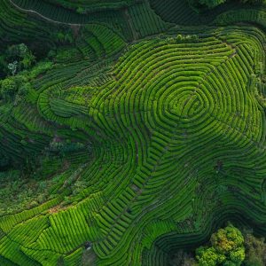 必应每日一图合集：重庆·永川茶山竹海街道 今夜注定有人无眠... | 2026 第 21 周