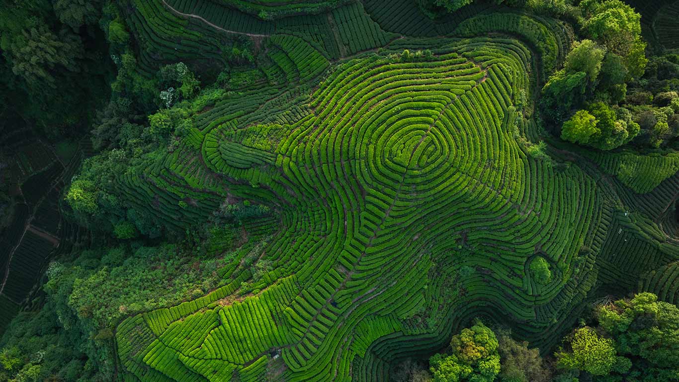 酿造传承  |  四川省的茶梯田, 中国 (© lzf/Shutterstock)  -  2026/05/21