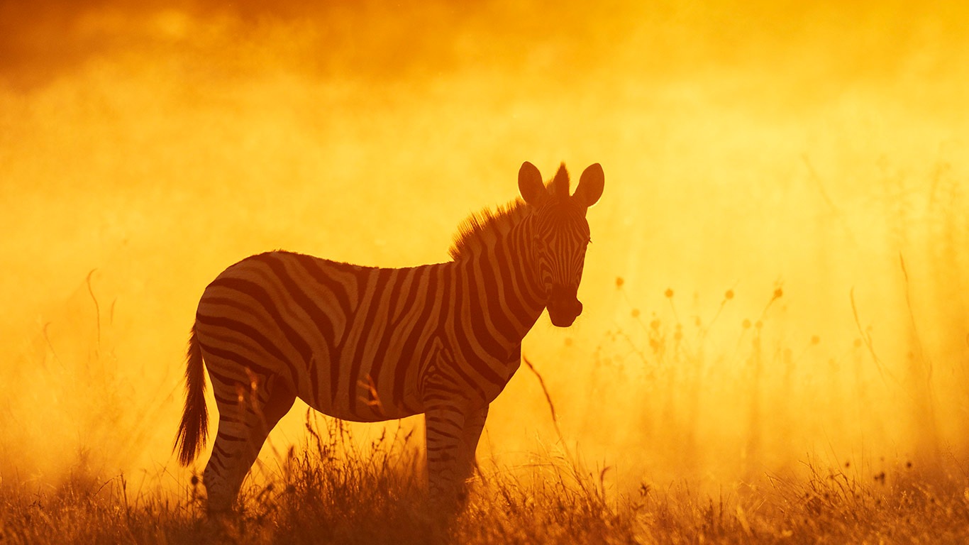 读懂黑白之间  |  平原斑马幼崽，埃托沙国家公园，纳米比亚 (© Sharon Heald/Nature Picture Library)  -  2026/05/30
