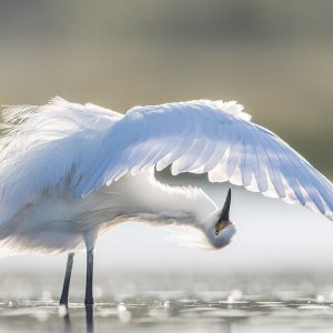 必应每日一图合集：白羽白羽，白洁如羽... | 2026 第 23 周