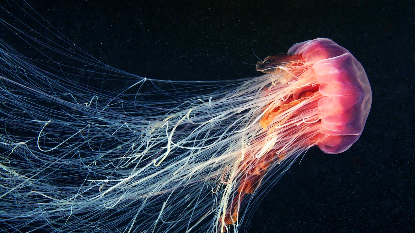 随波逐流 | 在海洋中游动的狮鬃水母 (© Alexander Semenov Images/Shutterstock) - 2026/06/08