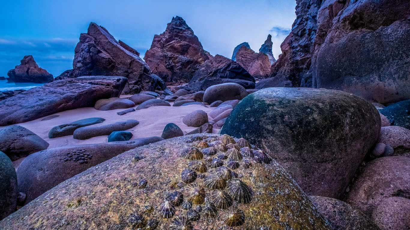 沉静的力量 | 退潮时裸露在乌尔萨海滩海岸上的帽贝, 葡萄牙 (© Theo Bosboom/Nature Picture Library) - 2026/06/11